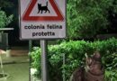 RIVA DEL PO – COLONIE FELINE IN DIFFICOLTA’ NEL NOSTRO TERRITORIO – MOLTI I VOLONTARI MA MANCA UN’ASSOCIAZIONE DEDICATA CHE SI OCCUPI ISTITUZIONALMENTE DEI FELINI – IL COMUNE CHIEDE AIUTO…